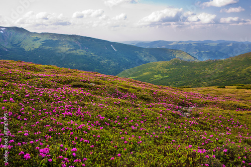 flowering rhodonendron in the Carpathians