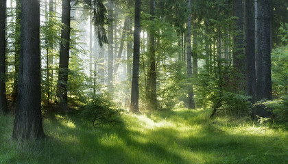 Stickers Bos Sparrenbos in mystieke ochtendmist met zonnestralen  © AVTG