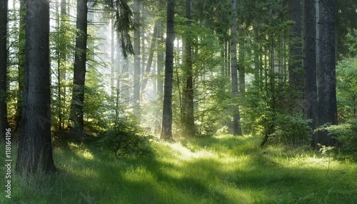 Fotografiet Natural Forest of Spruce Trees, Sunbeams through Fog create mystic Atmosphere