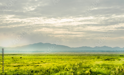 grassland  a prairie  a pampas  a pasture.