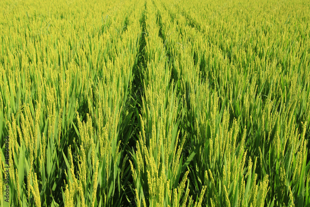 The rice in the field The rice in the field