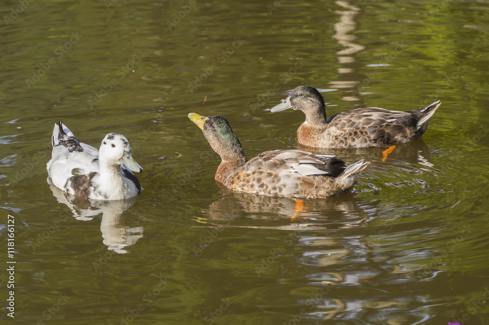Fototapeta premium beautiful mallard ducks in the water