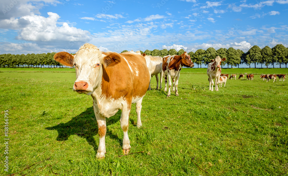 Red and white cows in a green meadow in summertime Red and white cows in a green meadow in summertime
