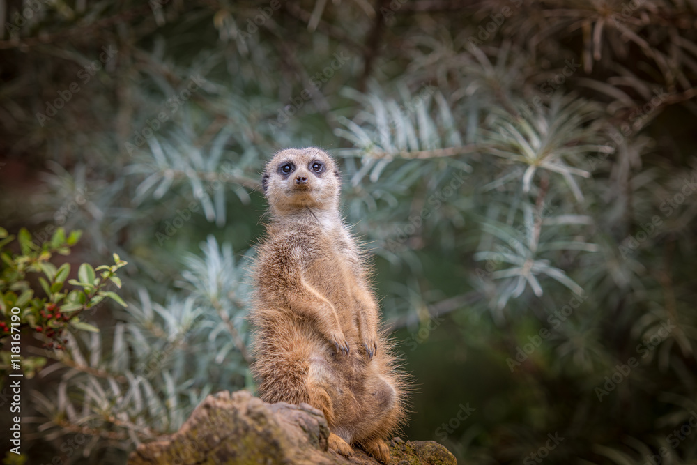 Wachsame Erdmännchen