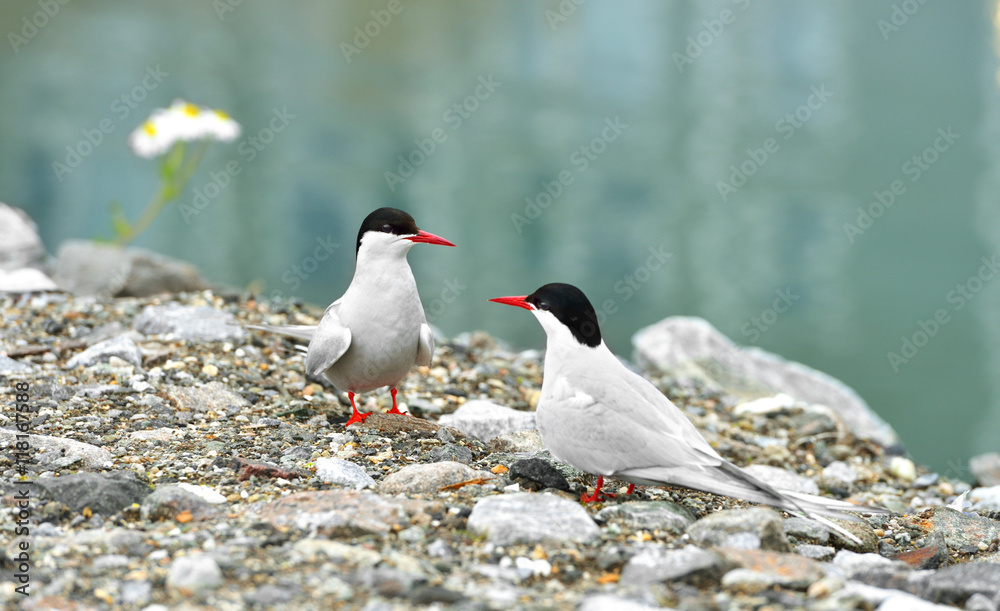 Fototapeta premium Arctic tern (Sterna paradisaea) is seabird of tern family Sternidae