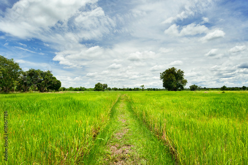 rural road and green paddy