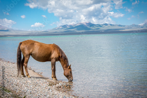 Pferd am Bergsee photo