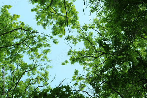 Tree leaves and branches on a sky background