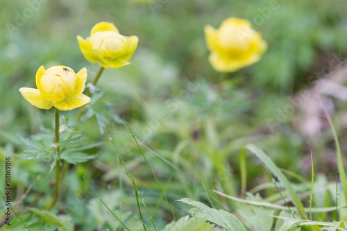 wild yellow peony growing in mountains