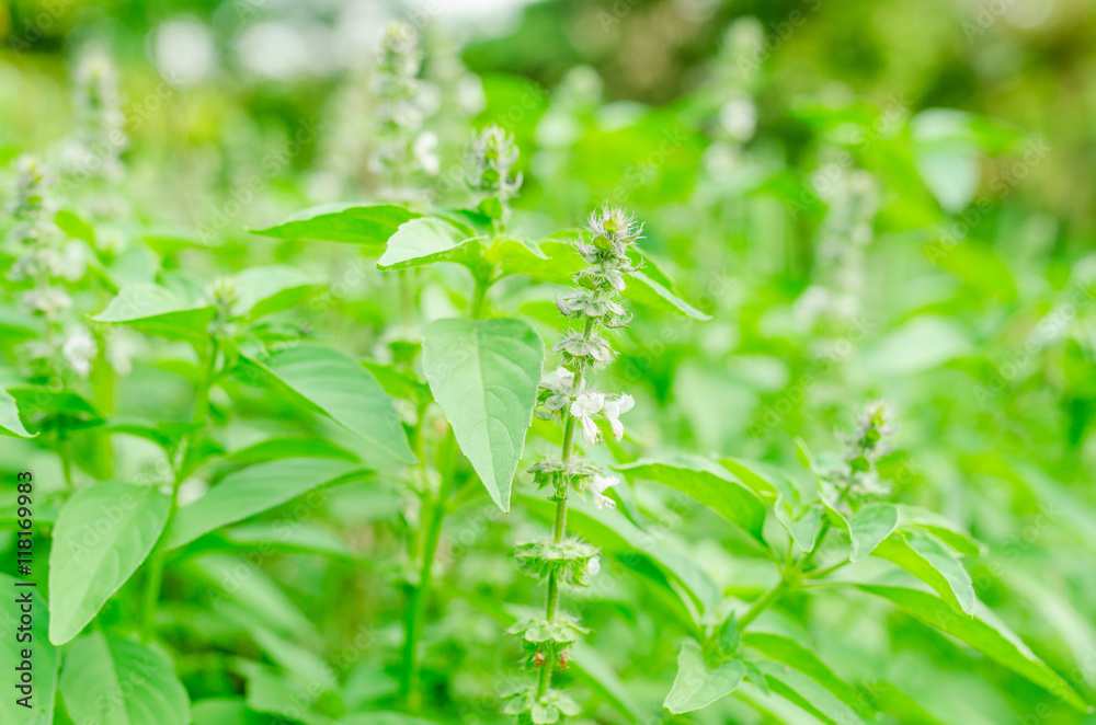 Ocimum basilicum or Hairy Basil in the garden. Ocimum basilicum or Hairy Basil in the garden.