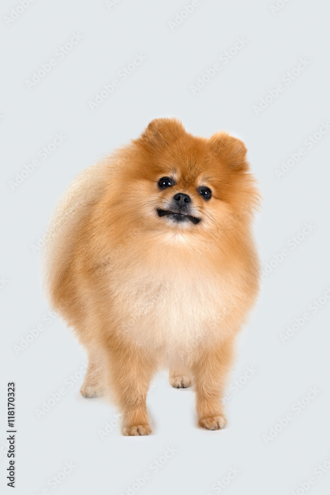 spitz-dog spitz-dog