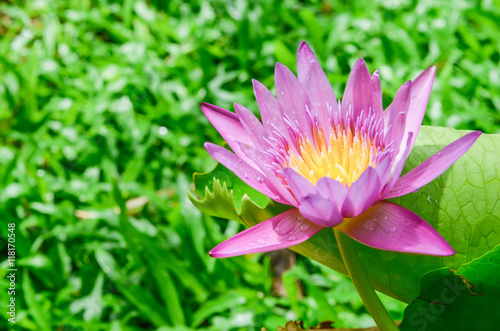 Pink Lotus with green grass background