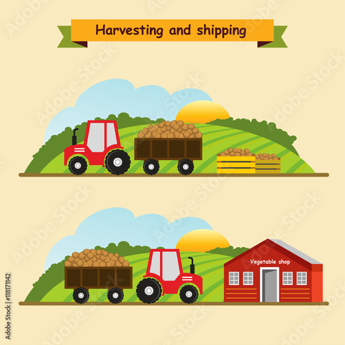 Potatoes .Collection and delivery of the crop. Vector illustrati