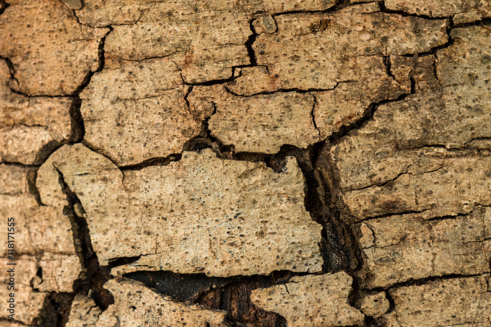 Obraz premium texture of tree bark background