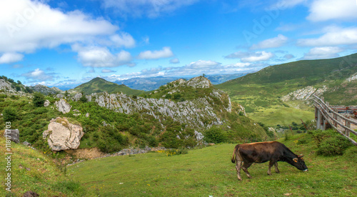 grasende Kuh im Parque Nacional de los Picos de Europa  Picos d   Europa  Asturies  Asturien  Asturias  Spanien  Espa  a 