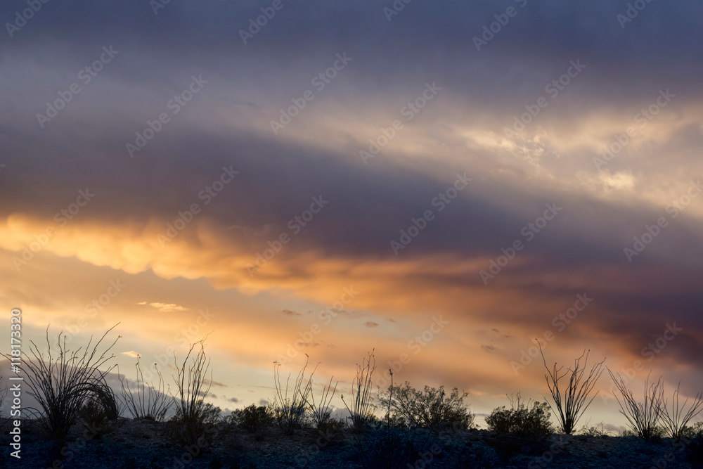 Silhouettes of desert plants on the background of sunrise sky.