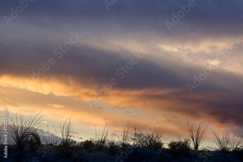 Silhouettes of desert plants on the background of sunrise sky.