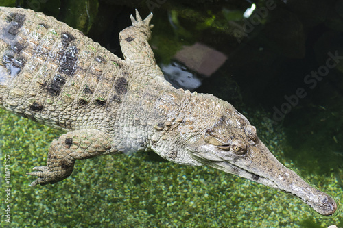 Crocodile floating in the water.