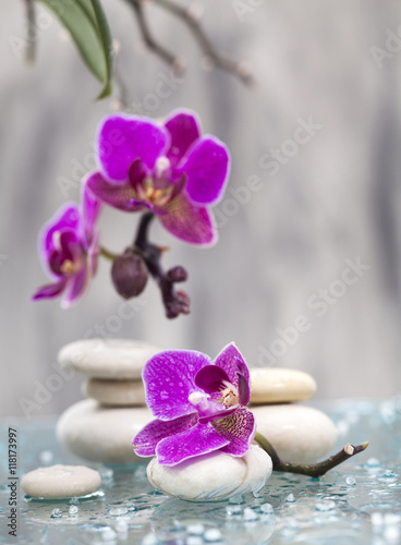 Spa still life with pink flowers and white zen stone