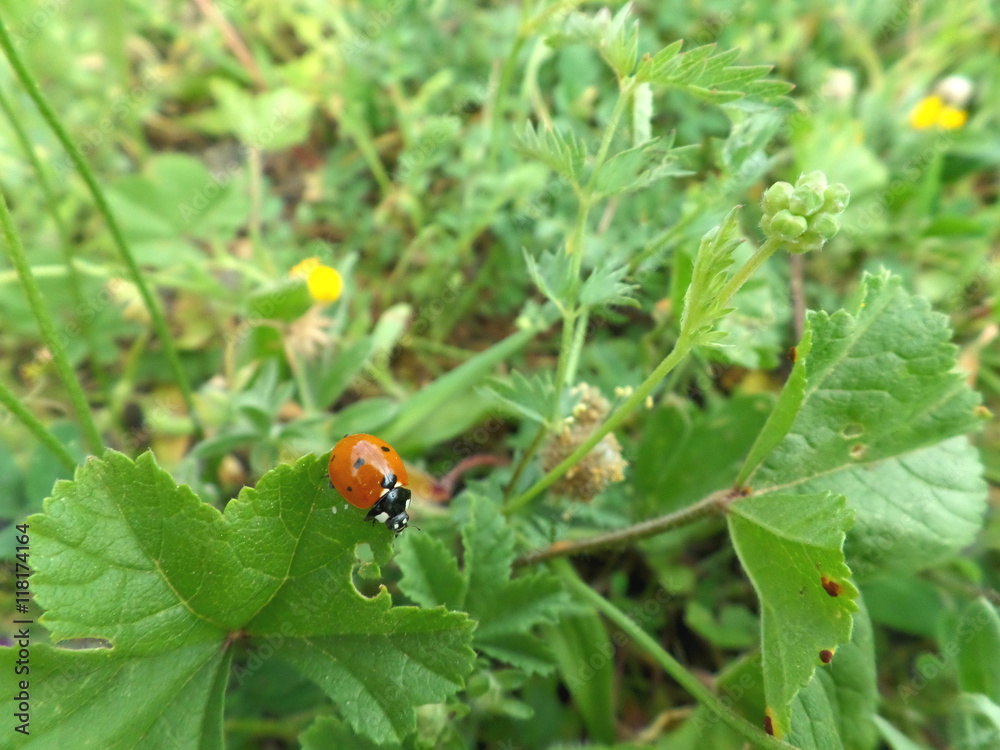 Fototapeta premium Czerwona biedronka idąca na skraju zielonego liścia