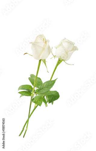 White roses on a white back...