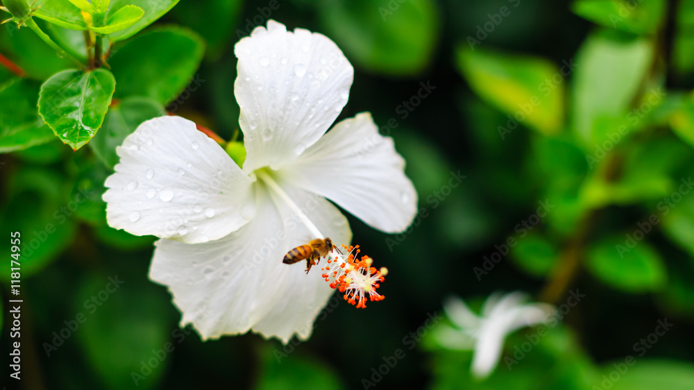 White flowers after the rain, refreshing and beautiful.