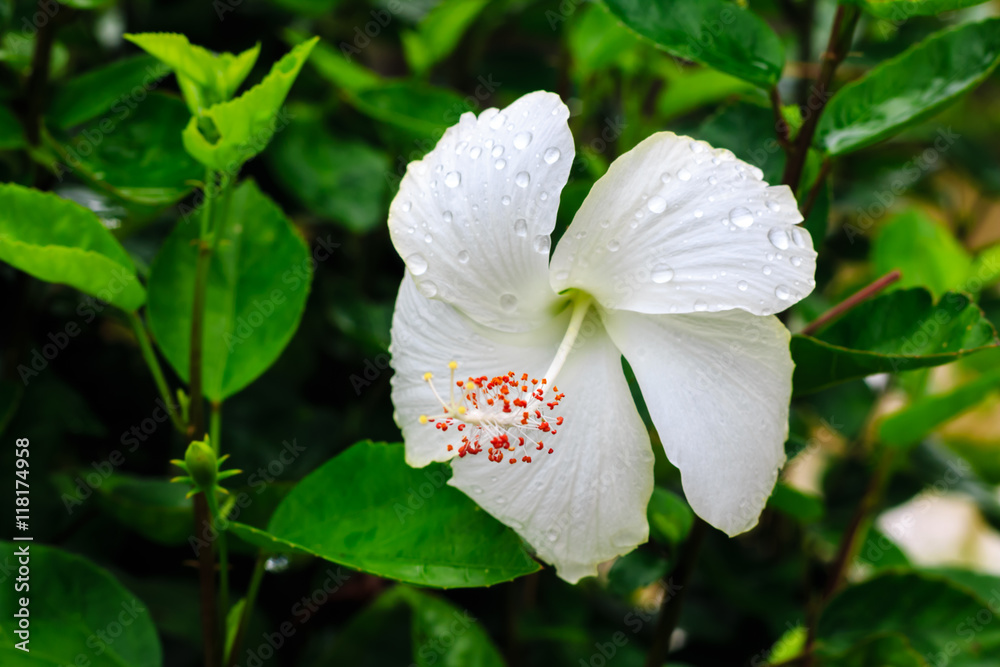 White flowers after the rain, refreshing and beautiful.
