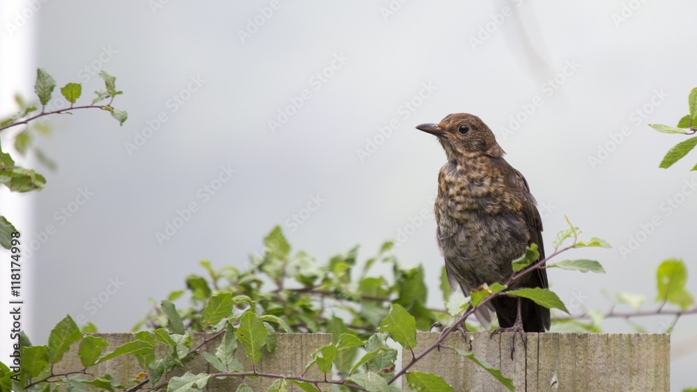 Mistle Thrush (Turdus viscivorus) Mistle Thrush (Turdus viscivorus)