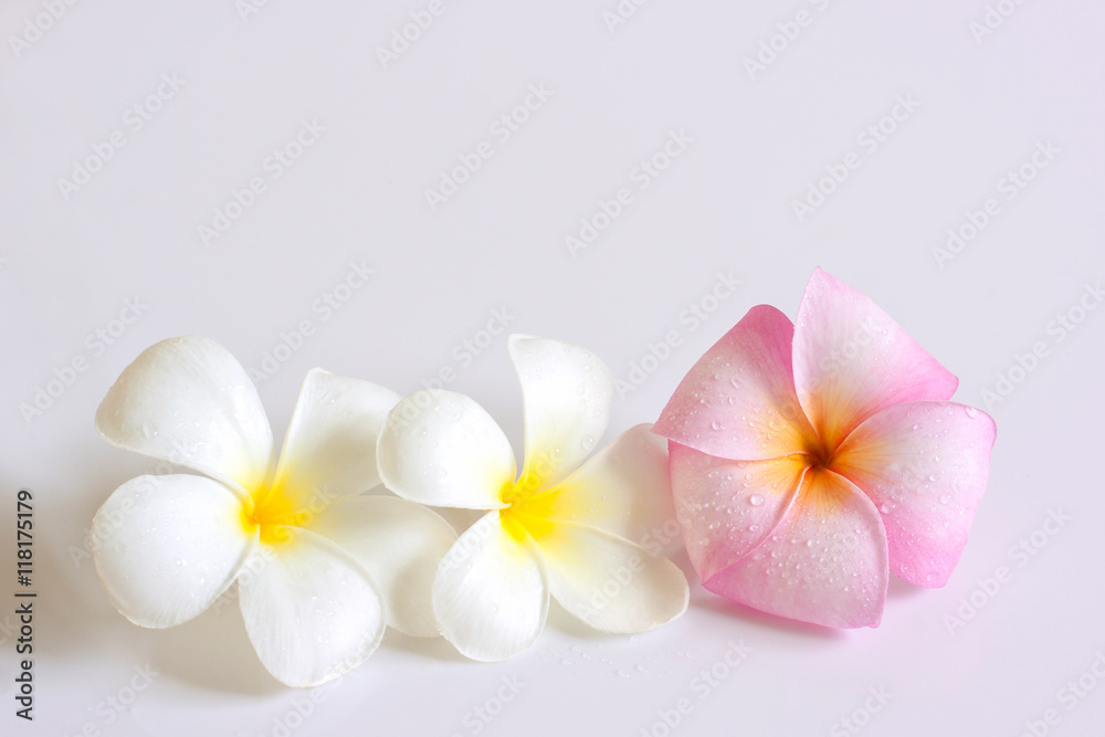 Plumeria