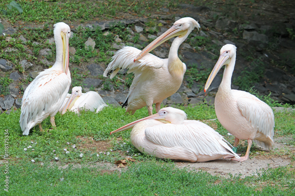 Family pelicans cleans the feathers on the coast Family pelicans cleans the feathers on the coast