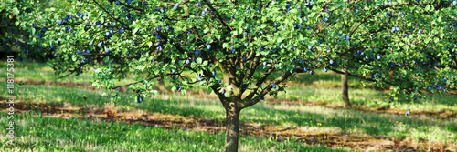 plum tree with ripe blue berries
