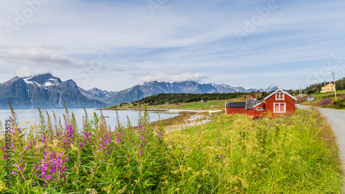 Fototapeta Naklejka Na Ścianę i Meble -  Typical Scandinavian landscape with  purple loosestrife along a lake and a glacier in the background