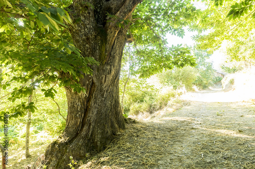 Bild auf Leinwand old and ancient chestnut forest in the province of Zamora, Spain