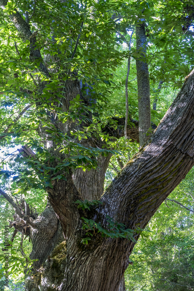 old and ancient chestnut forest in the province of Zamora, Spain old and ancient chestnut forest in the province of Zamora, Spain