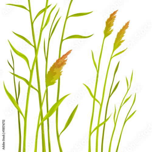 Reed isolated on white background