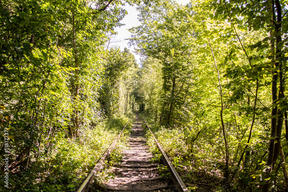 beautiful tree rail tunnel in forest called 