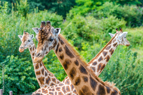 Giraffen in Nahaufnahmen und von Kopf bis Hals 
