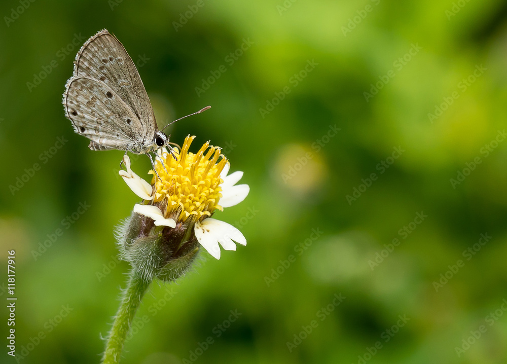 Fototapeta premium butterfly