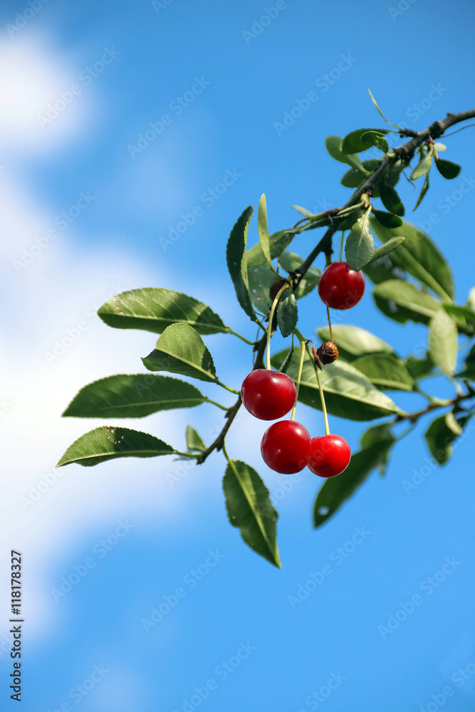Ripe cherry on branch