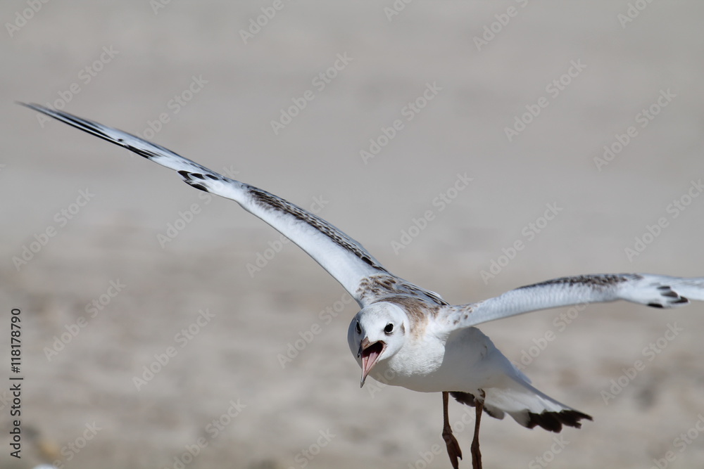 Black headed gull in flight. Juvenile plumage Black headed gull in flight. Juvenile plumage