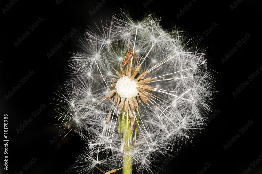 Fototapeta premium Spinne in Pusteblume