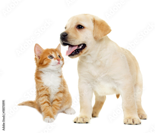 Fototapeta Naklejka Na Ścianę i Meble -  kitten and  labrador puppy on a white background isolated