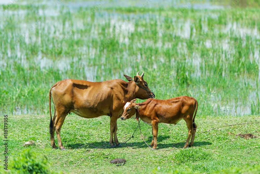 Two cows are grazed on a pasture. Two cows are grazed on a pasture.