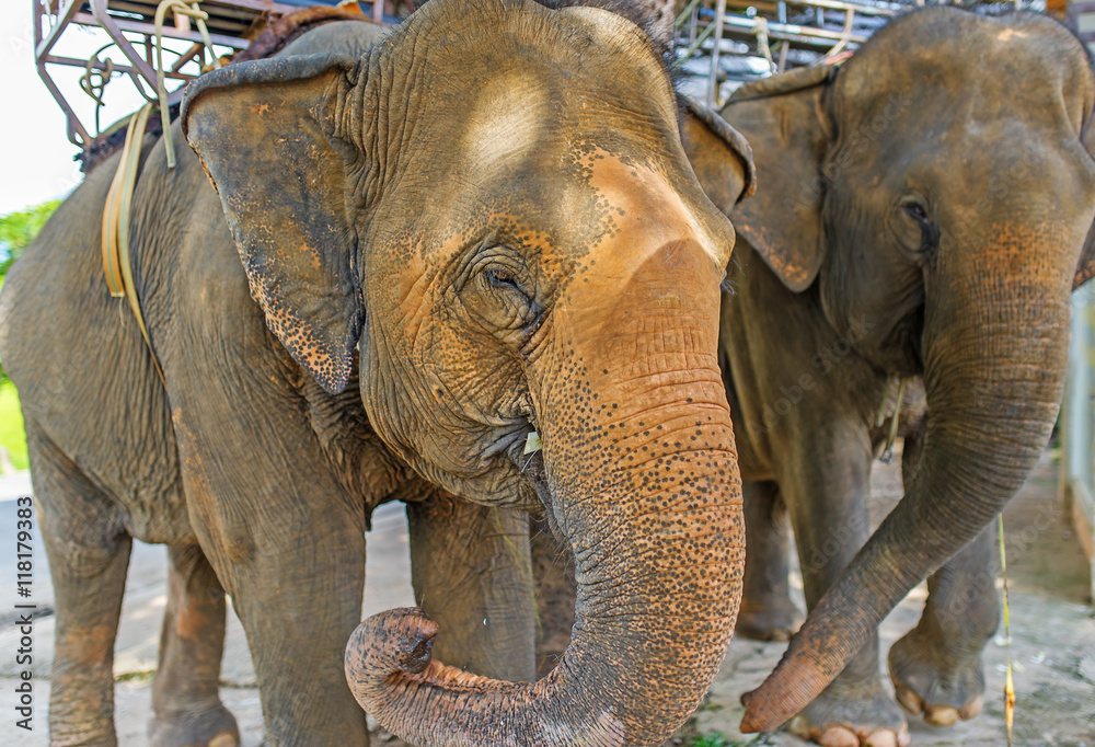 Fototapeta premium Two big Asian elephants.