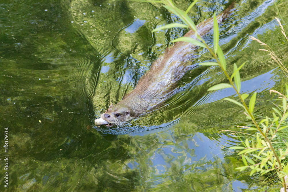 Obraz premium Wydra jedząca rybę