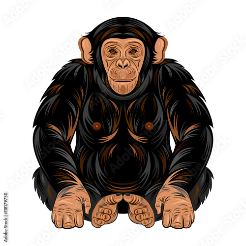 Chimpanzee