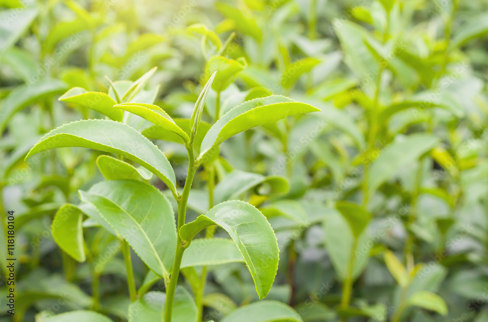 tea bud and fresh leaves in tea plantations tea bud and fresh leaves in tea plantations