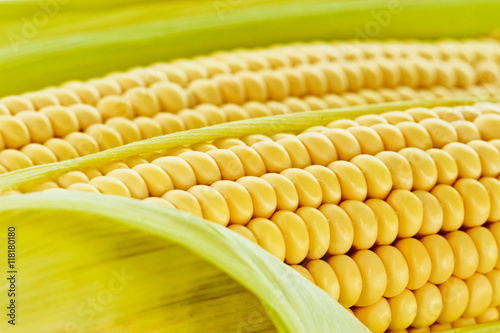 Corn macro