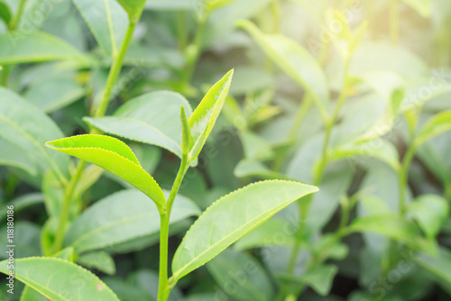  tea bud and fresh leaves in tea plantations