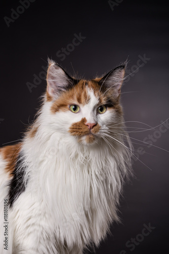 große Maine Coon Katze